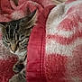 abyssinian, animal, blanket, cat, couch, furniture, homedecor, kitten, laundry, linen, manx, pet, quilt, siamese, towel, velvet