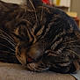 cat, tabby, sleeping, close_up, whiskers, indoor, pet, feline, resting, cozy, fur, animal, mammal, cute, relaxed, face, nose, ears, soft_surface, blurred_background