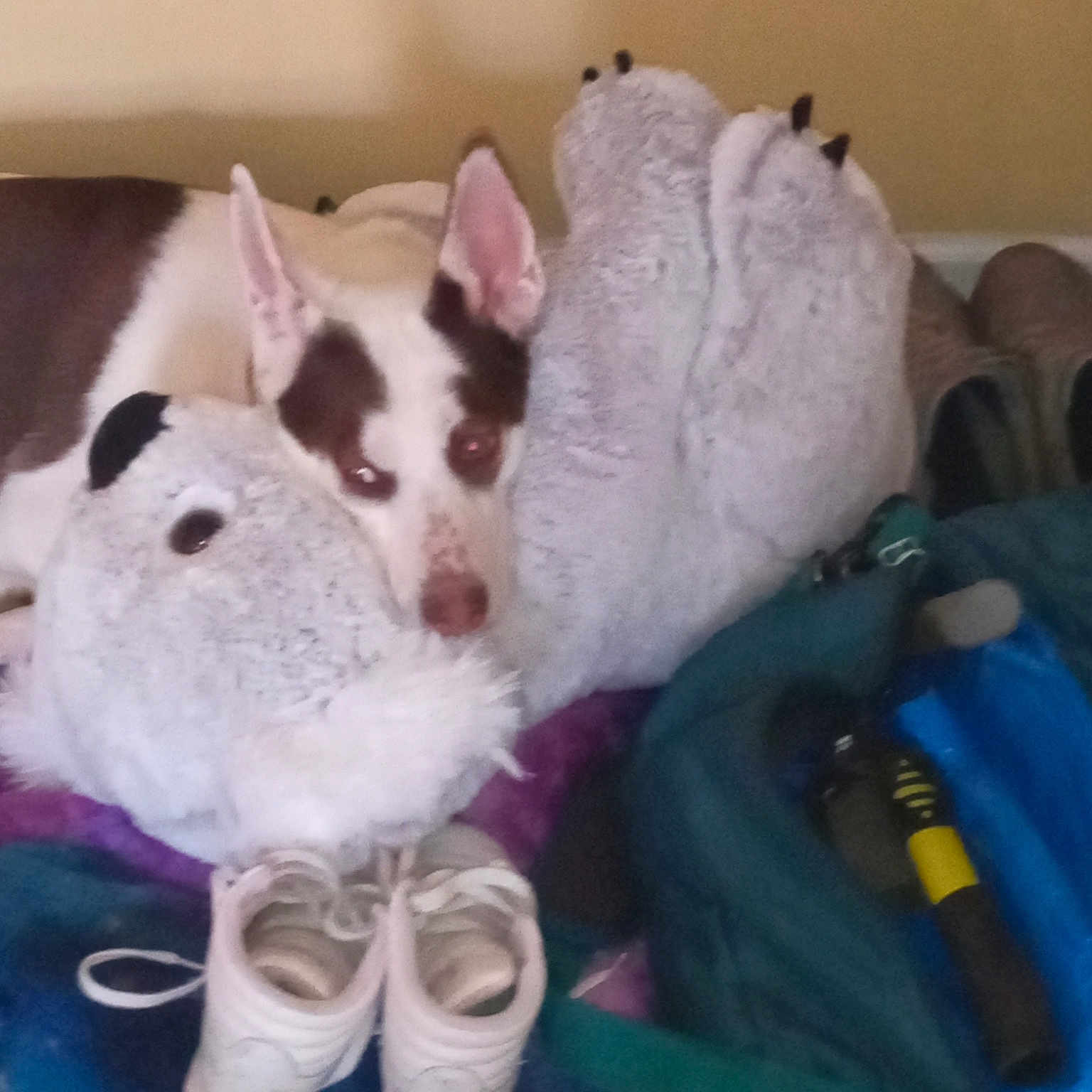 Angel joined the competition — help win amazing prizes! canidae, carnivore, cloud, comfort, companion_dog, dog_breed, fawn, felidae, fur, human_leg, linens, paw, plush, small_to_medium_sized_cats, snout, stuffed_toy, tail, toy, whiskers, wool