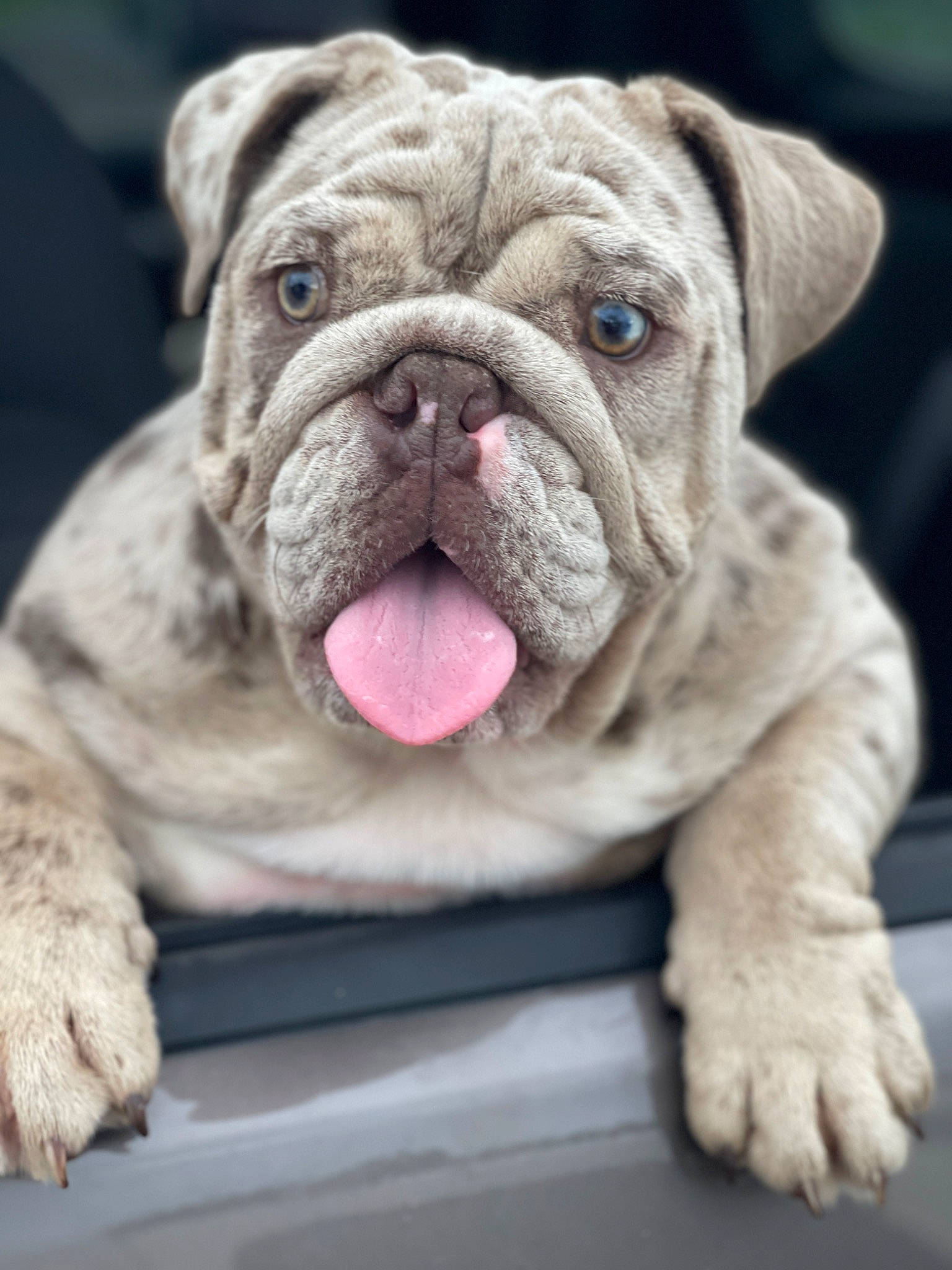 Brooklyn joined the competition — help win amazing prizes! ancient_dog_breeds, bulldog, canidae, carnivore, companion_dog, dog, dog_breed, fawn, fur, non_sporting_group, paw, puppy, sporting_group, symmetry, terrestrial_animal, toy_dog, whiskers, white_english_bulldog, working_animal, wrinkle