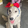 Alaska participe au concours pour gagner de l'argent avec cette photo : dog, white_dog, red_bow, headband, tongue_out, happy_dog, girl, child, blonde_hair, purple_sweater, sitting, indoor, tiled_floor, smiling, pet, cute, playful, floor, wooden_cabinet, cozy