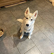 Alaska participe au concours pour gagner de l'argent avec cette photo : puppy, dog, husky, indoor, floor, tile, water_bowl, toy, pet, animal, young, cute, looking_up, ears_up, collar, curious, domestic, pet_toy, home, floor_tile