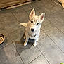 puppy, dog, husky, indoor, floor, tile, water_bowl, toy, pet, animal, young, cute, looking_up, ears_up, collar, curious, domestic, pet_toy, home, floor_tile