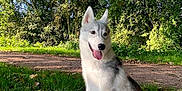 Alaska participe au concours pour gagner de l'argent avec cette photo : dog, husky, puppy, sitting, leaves, grass, trees, outdoor, nature, sunlight, path, park, happy, tongue_out, ears_up, animal, greenery, fall, daytime, canine