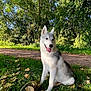 dog, husky, puppy, sitting, leaves, grass, trees, outdoor, nature, sunlight, path, park, happy, tongue_out, ears_up, animal, greenery, fall, daytime, canine