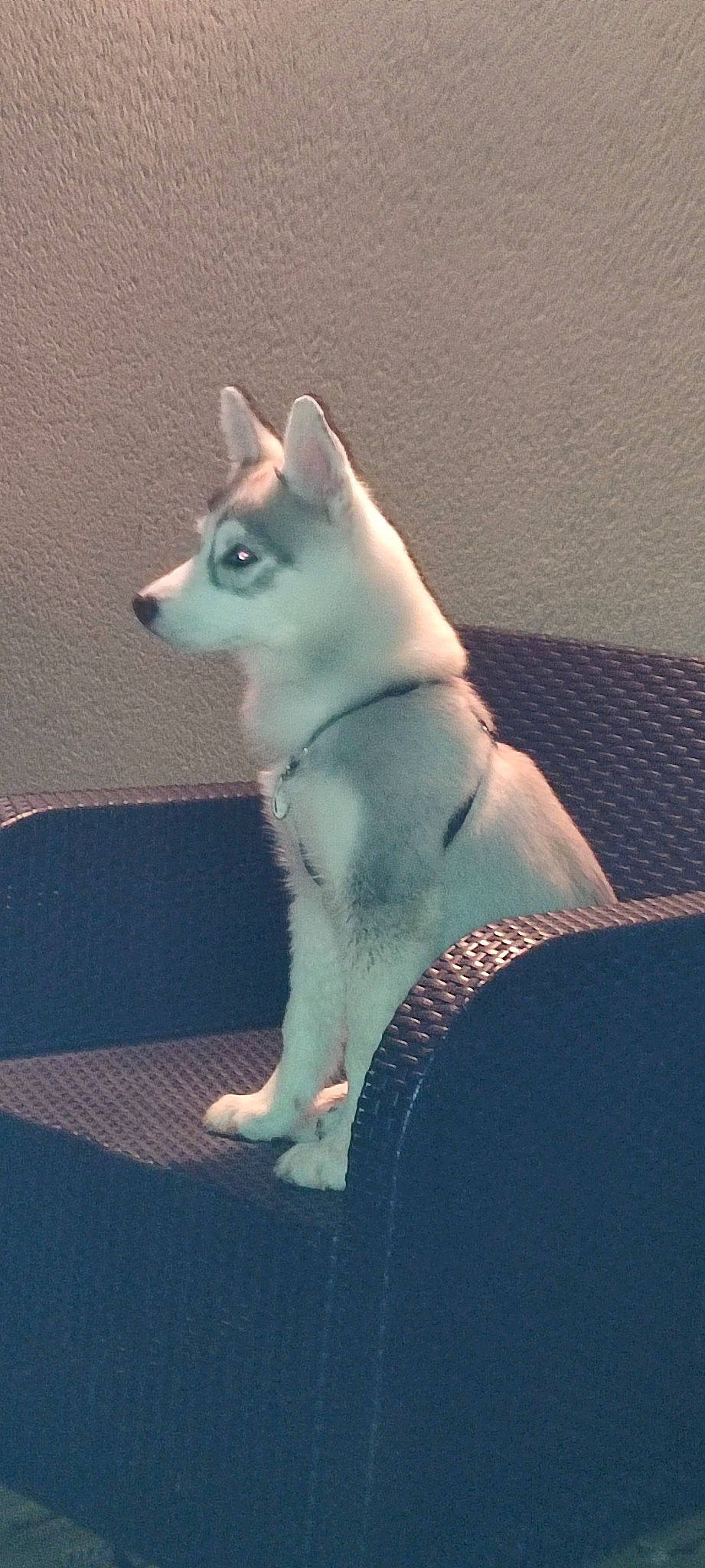 Undra participe au concours pour gagner de l'argent avec cette photo : ancient_dog_breeds, canidae, carnivore, companion_dog, dog, dog_breed, electric_blue, fawn, felidae, fur, grey, non_sporting_group, spitz, tail, terrestrial_animal, whiskers