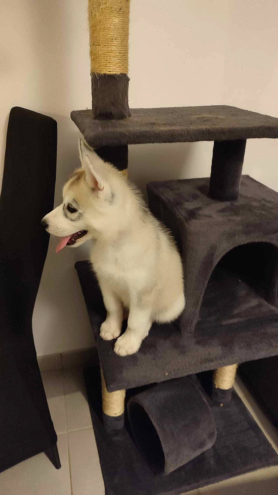 Undra a rejoint le concours — aidez-le/la à gagner de superbes lots ! canidae, carnivore, chair, companion_dog, dog, dog_breed, felidae, flooring, fur, hardwood, metal, non_sporting_group, paw, samoyed, small_to_medium_sized_cats, sporting_group, table, tail, whiskers, wood