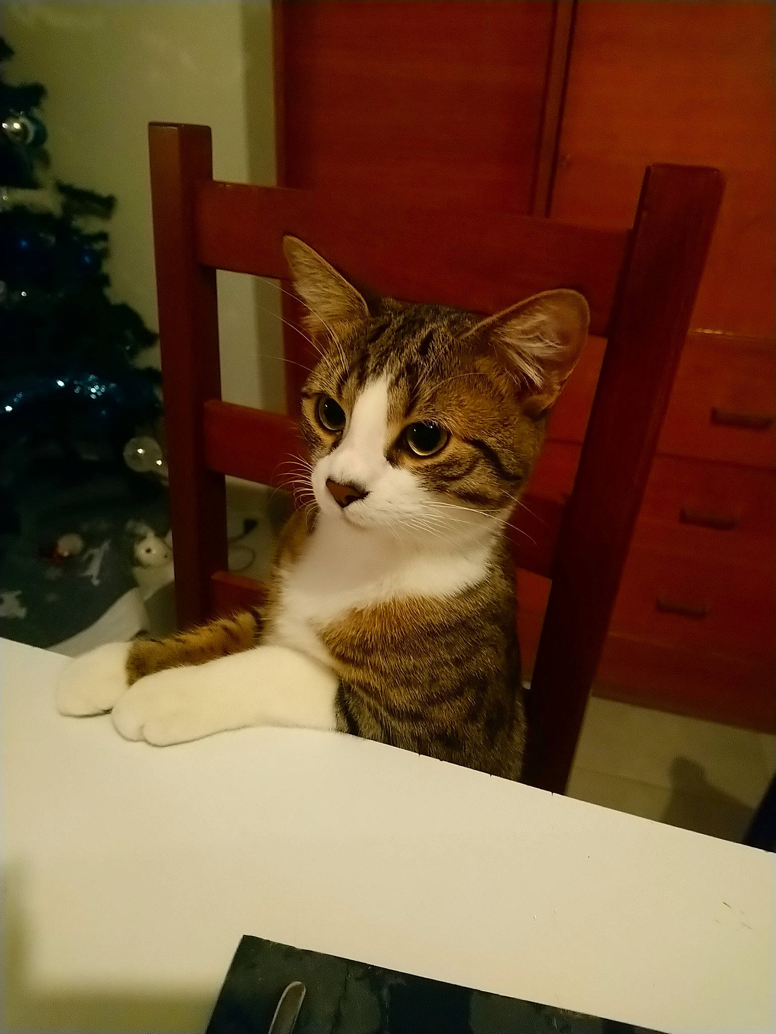 Oliver participe au concours pour gagner de l'argent avec cette photo : aegean_cat, american_shorthair, carnivoran, cat, cat_like_mammal, domestic_short_haired_cat, european_shorthair, fauna, fur, kitten, small_to_medium_sized_cats, tabby_cat, whiskers