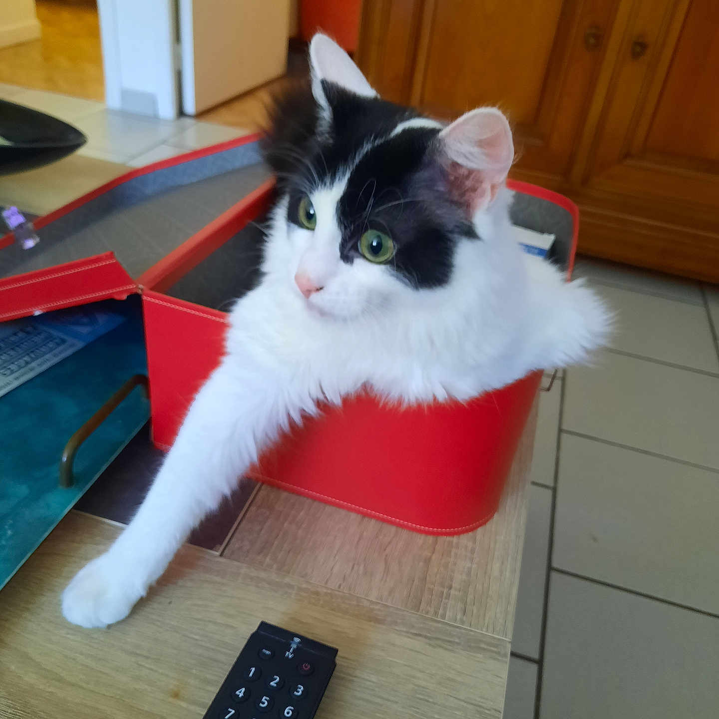 Yuno a rejoint le concours — aidez-le/la à gagner de superbes lots ! animal, box, cabinet, cat, computerhardware, drawer, electronics, furniture, hardware, hardwood, indoors, interiordesign, kitten, manx, monitor, pet, plywood, remotecontrol, screen, wood