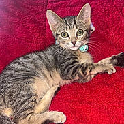 Sir Paxton Brix is registered to the contest to win money with this photo: cat, kitten, tabby, pet, animal, feline, cute, lying_down, red_blanket, indoor, whiskers, collar, young, fur, tail, ears, eyes, domestic_animal, resting, cozy