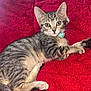 cat, kitten, tabby, pet, animal, feline, cute, lying_down, red_blanket, indoor, whiskers, collar, young, fur, tail, ears, eyes, domestic_animal, resting, cozy