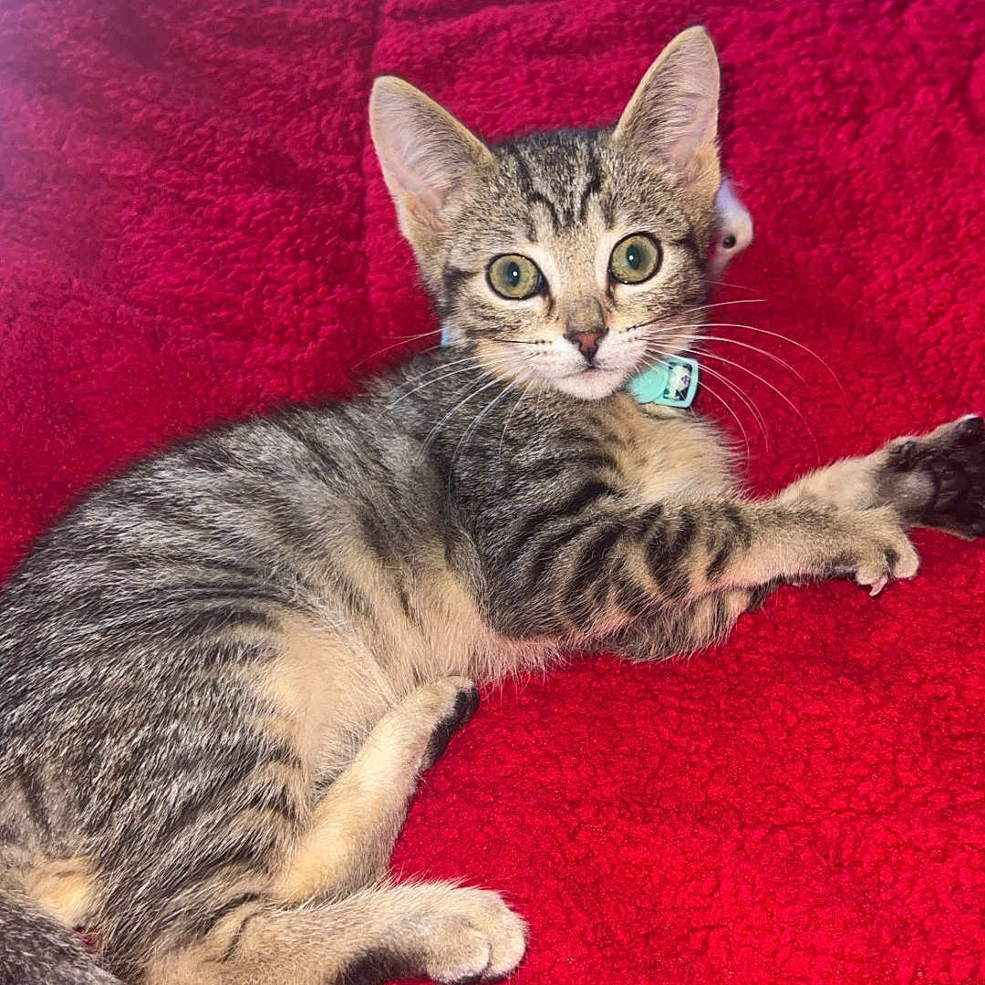 Sir Paxton Brix is registered to the contest to win money with this photo: animal, cat, collar, cozy, cute, domestic_animal, ears, eyes, feline, fur, indoor, kitten, lying_down, pet, red_blanket, resting, tabby, tail, whiskers, young