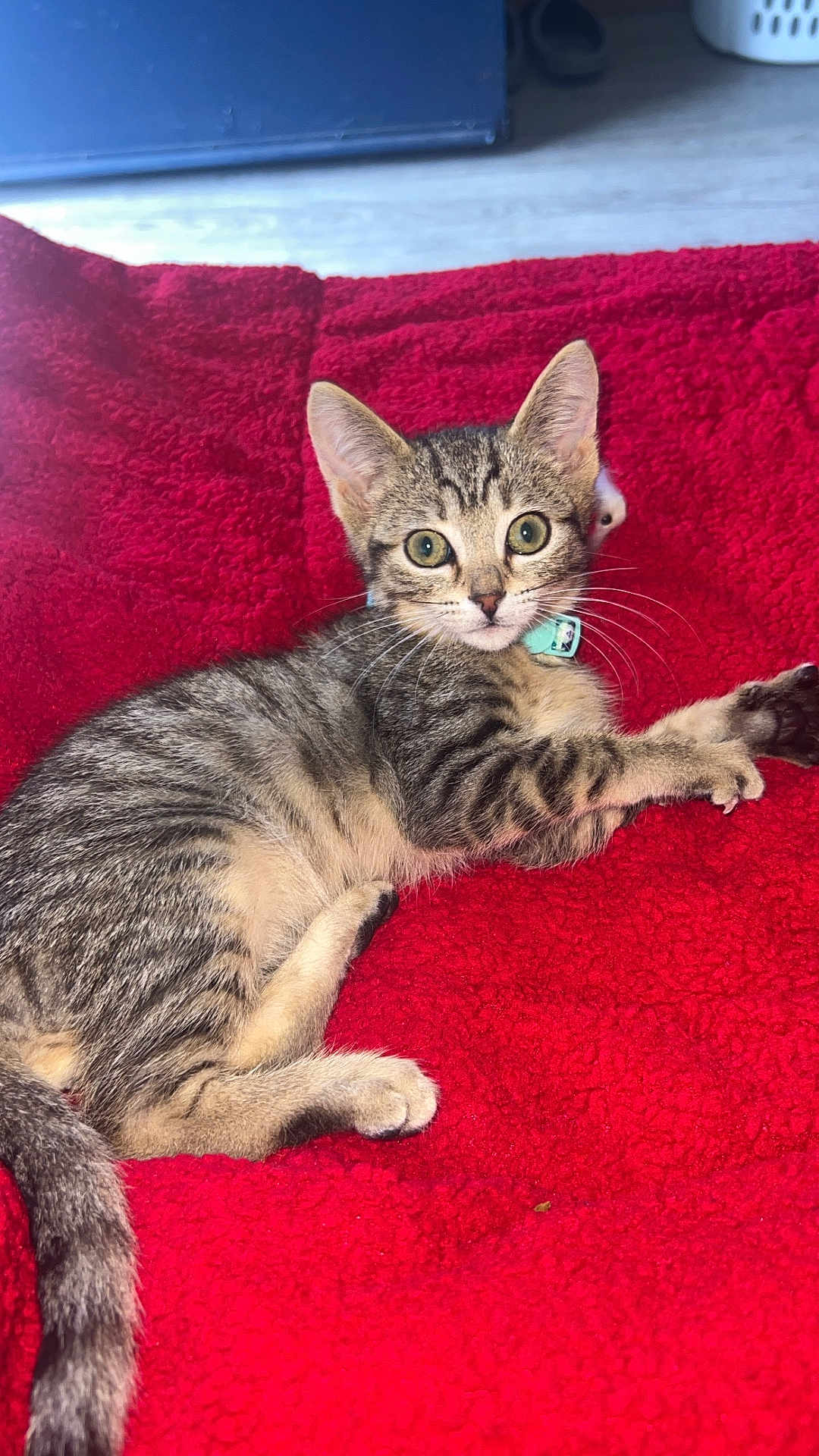 Sir Paxton Brix is registered to the contest to win money with this photo: cat, kitten, tabby, pet, animal, feline, cute, lying_down, red_blanket, indoor, whiskers, collar, young, fur, tail, ears, eyes, domestic_animal, resting, cozy