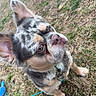 dog, puppy, merle_coat, fluffy, long_hair, blue_eyes, outdoor, grass, lawn, leash, collar, pet, animal, portrait, close_up, standing, looking_up, ears, fur, playful