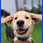 Louie is registered to the contest to win money with this photo: dog, puppy, golden_retriever, smiling, ears_flapping, blue_collar, outdoor, grass, happy, pet, animal, canine, playful, blurred_background, friend, cute, fur, mouth_open, tongue, daylight