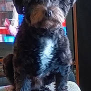 Smokie White joined the competition — help win amazing prizes! animal, black_dog, blanket, canine, companion, curious, cute, dog, domestic, fluffy, fur, furniture, home, indoor, pet, portrait, puppy, sitting, television, white_patch