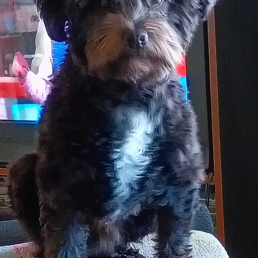 Smokie White joined the competition — help win amazing prizes! animal, black_dog, blanket, canine, companion, curious, cute, dog, domestic, fluffy, fur, furniture, home, indoor, pet, portrait, puppy, sitting, television, white_patch