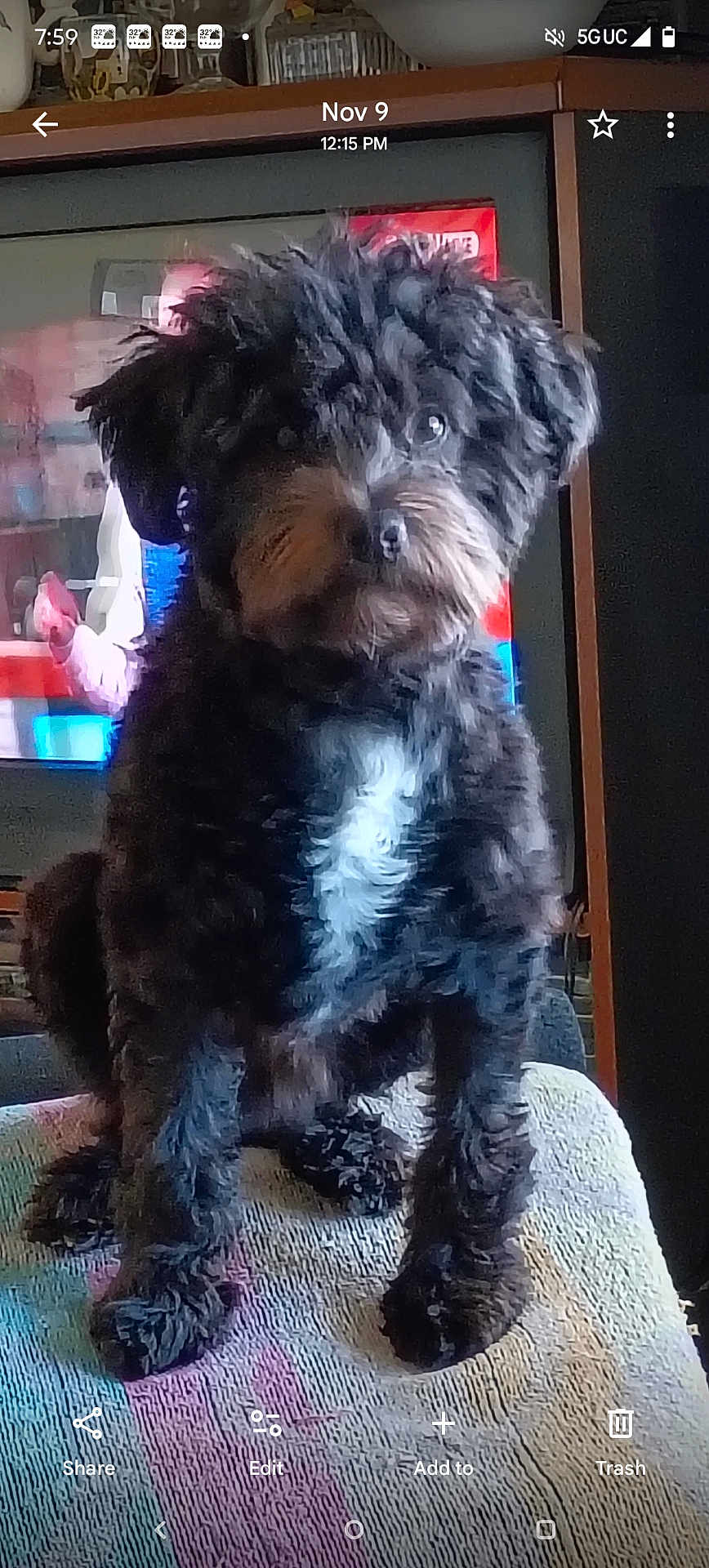 Smokie White joined the competition — help win amazing prizes! animal, black_dog, blanket, canine, companion, curious, cute, dog, domestic, fluffy, fur, furniture, home, indoor, pet, portrait, puppy, sitting, television, white_patch