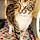 Tawny