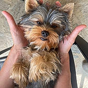 Brunu participe au concours pour gagner de l'argent avec cette photo : dog, puppy, yorkshire_terrier, fluffy, cute, pet, hands, fur, small_dog, relaxed, indoor, animal, paw, face, nose, ears, adorable, closeup, person, holding