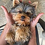 dog, puppy, yorkshire_terrier, fluffy, cute, pet, hands, fur, small_dog, relaxed, indoor, animal, paw, face, nose, ears, adorable, closeup, person, holding