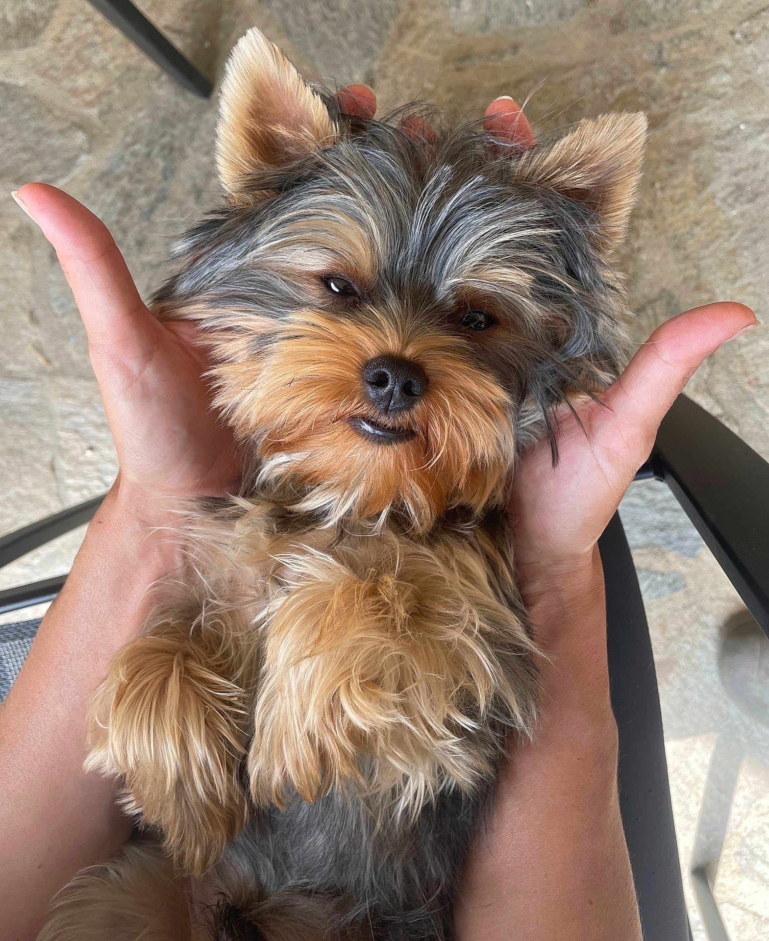Brunu participe au concours pour gagner de l'argent avec cette photo : dog, puppy, yorkshire_terrier, fluffy, cute, pet, hands, fur, small_dog, relaxed, indoor, animal, paw, face, nose, ears, adorable, closeup, person, holding