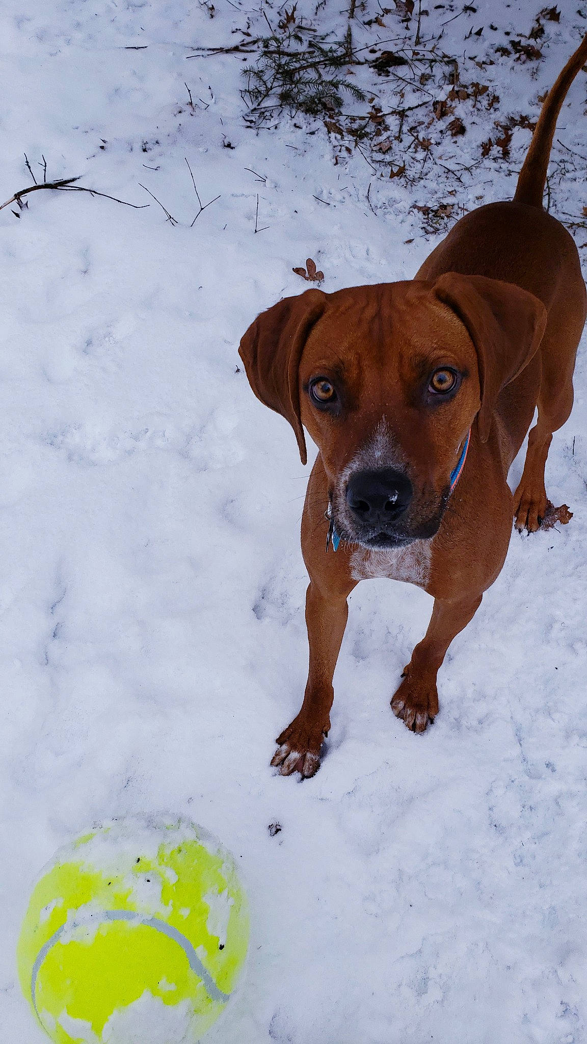 Skipper is registered to the contest to win money with this photo: canidae, carnivore, collar, companion_dog, dog, dog_breed, dog_collar, fawn, freezing, hunting_dog, liver, non_sporting_group, pet_supply, precipitation, snow, sporting_group, whiskers, winter, working_animal, working_dog