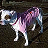 Sassy is registered to the contest to win money with this photo: dog, white_dog, brown_patch, pink_shirt, leash, outdoor, night, curious, alert, standing, pet, animal, canine, collar, fence, side_view, clothing, shadow, ground, paw