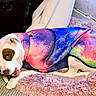 Sassy joined the competition — help win amazing prizes! dog, white_dog, brown_patch, galaxy_hoodie, colorful_clothing, plush_blanket, indoor, pet, chewing, toy, cozy, fabric, fur, cute, resting, animal, comfort, soft_texture, lying_down, playful