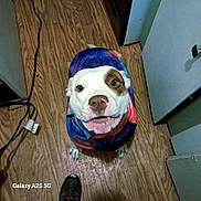 Sassy is registered to the contest to win money with this photo: dog, white_dog, brown_patch, hoodie, galaxy_print, indoor, wooden_floor, pet, looking_up, cute, animal, floor, footwear, clothing, canine, companion, domestic, face, ears, snout