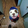 dog, white_dog, brown_patch, hoodie, galaxy_print, indoor, wooden_floor, pet, looking_up, cute, animal, floor, footwear, clothing, canine, companion, domestic, face, ears, snout