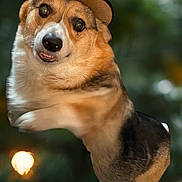 Gizzy joined the competition — help win amazing prizes! dog, corgi, hat, cowboy_hat, pet, animal, portrait, close_up, brown, white, black, fur, cute, outdoor, blurred_background, floating, mid_air, expression, face, leap