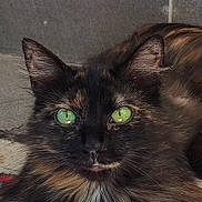 Ambre participe au concours pour gagner de l'argent avec cette photo : cat, black_cat, fluffy, long_hair, green_eyes, emerald_eyes, whiskers, feline, pet, animal, portrait, close_up, staring, indoors, tile, fur, white_chest, dramatic, alert, photography