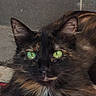 alert, animal, black_cat, cat, close_up, dramatic, emerald_eyes, feline, fluffy, fur, green_eyes, indoors, long_hair, pet, photography, portrait, staring, tile, whiskers, white_chest