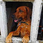 Pep'S a rejoint le concours — aidez-le/la à gagner de superbes lots ! animal, brown_dog, canine, close_up, collar, concrete, curious, dog, fence, friendly, guard_dog, leash, looking_sideways, outdoor, paws, pet, resting_paws, sunlight, tongue_out, window