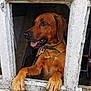 animal, brown_dog, canine, close_up, collar, concrete, curious, dog, fence, friendly, guard_dog, leash, looking_sideways, outdoor, paws, pet, resting_paws, sunlight, tongue_out, window
