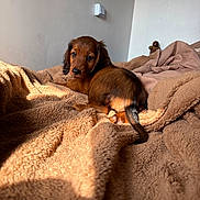 Bonnie a rejoint le concours — aidez-le/la à gagner de superbes lots ! puppy, dog, dachshund, longhaired_dog, brown_fur, pet, animal, lying_down, bed, blanket, cozy, sunlight, indoors, bedroom, portrait, looking_at_camera, floppy_ears, tail, warm_lighting, cute