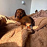 puppy, dog, dachshund, longhaired_dog, brown_fur, pet, animal, lying_down, bed, blanket, cozy, sunlight, indoors, bedroom, portrait, looking_at_camera, floppy_ears, tail, warm_lighting, cute