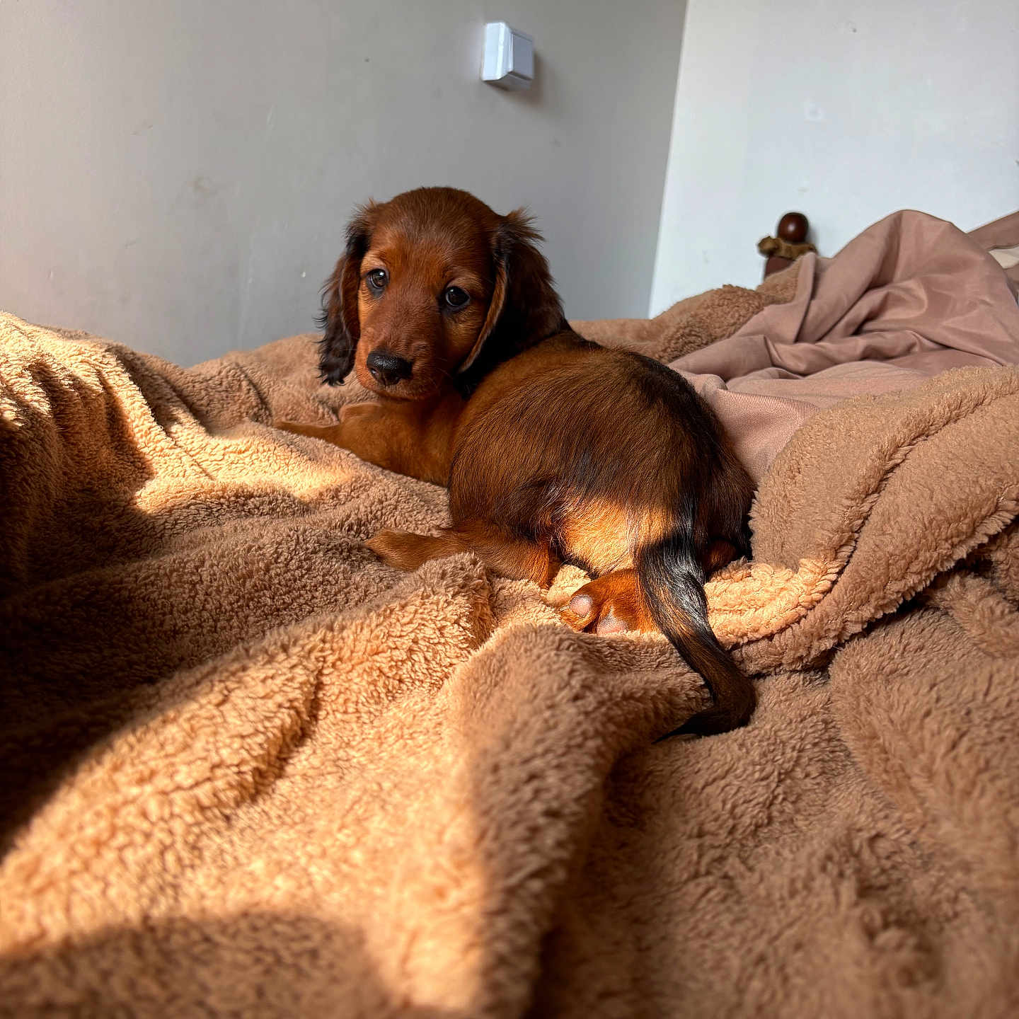 Bonnie a rejoint le concours — aidez-le/la à gagner de superbes lots ! puppy, dog, dachshund, longhaired_dog, brown_fur, pet, animal, lying_down, bed, blanket, cozy, sunlight, indoors, bedroom, portrait, looking_at_camera, floppy_ears, tail, warm_lighting, cute