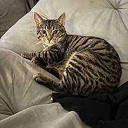 Lenny is registered to the contest to win money with this photo: cat, tabby, striped, feline, pet, indoor, couch, furniture, relaxed, fur, whiskers, ears, paws, looking, resting, cozy, soft, home, black_clothing, light_background
