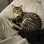 cat, tabby, striped, feline, pet, indoor, couch, furniture, relaxed, fur, whiskers, ears, paws, looking, resting, cozy, soft, home, black_clothing, light_background