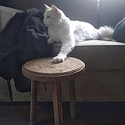 Rangoon a rejoint le concours — aidez-le/la à gagner de superbes lots ! cat, white_cat, couch, sofa, wooden_stool, paw, furniture, indoor, pet, relaxed, fluffy, domestic_animal, cozy, natural_light, window, resting, side_view, living_room, home, animal