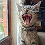 cat, tabby, yawning, indoor, pet, animal, fur, whiskers, mouth, teeth, tongue, close_up, window, curtain, cozy, feline, striped, natural_light, sitting, cute