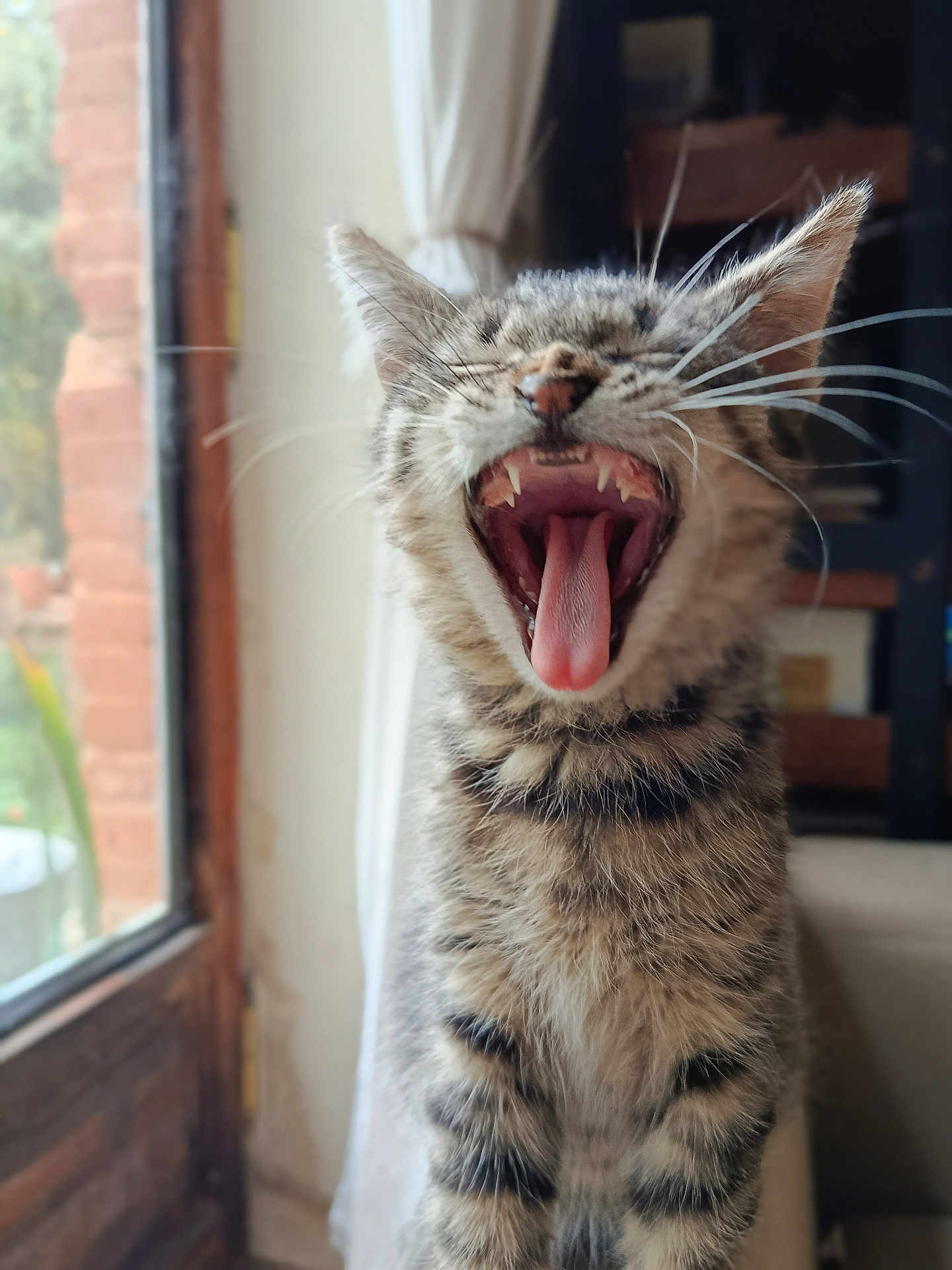 Pouchok a rejoint le concours — aidez-le/la à gagner de superbes lots ! cat, tabby, yawning, indoor, pet, animal, fur, whiskers, mouth, teeth, tongue, close_up, window, curtain, cozy, feline, striped, natural_light, sitting, cute