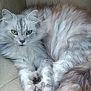 Shiva a rejoint le concours — aidez-le/la à gagner de superbes lots ! cat, fluffy, silver_tabby, green_eyes, pet, animal, feline, chair, leather, indoor, resting, cute, fur, whiskers, paw, closeup, mammal, domestic_animal, relaxed, portrait