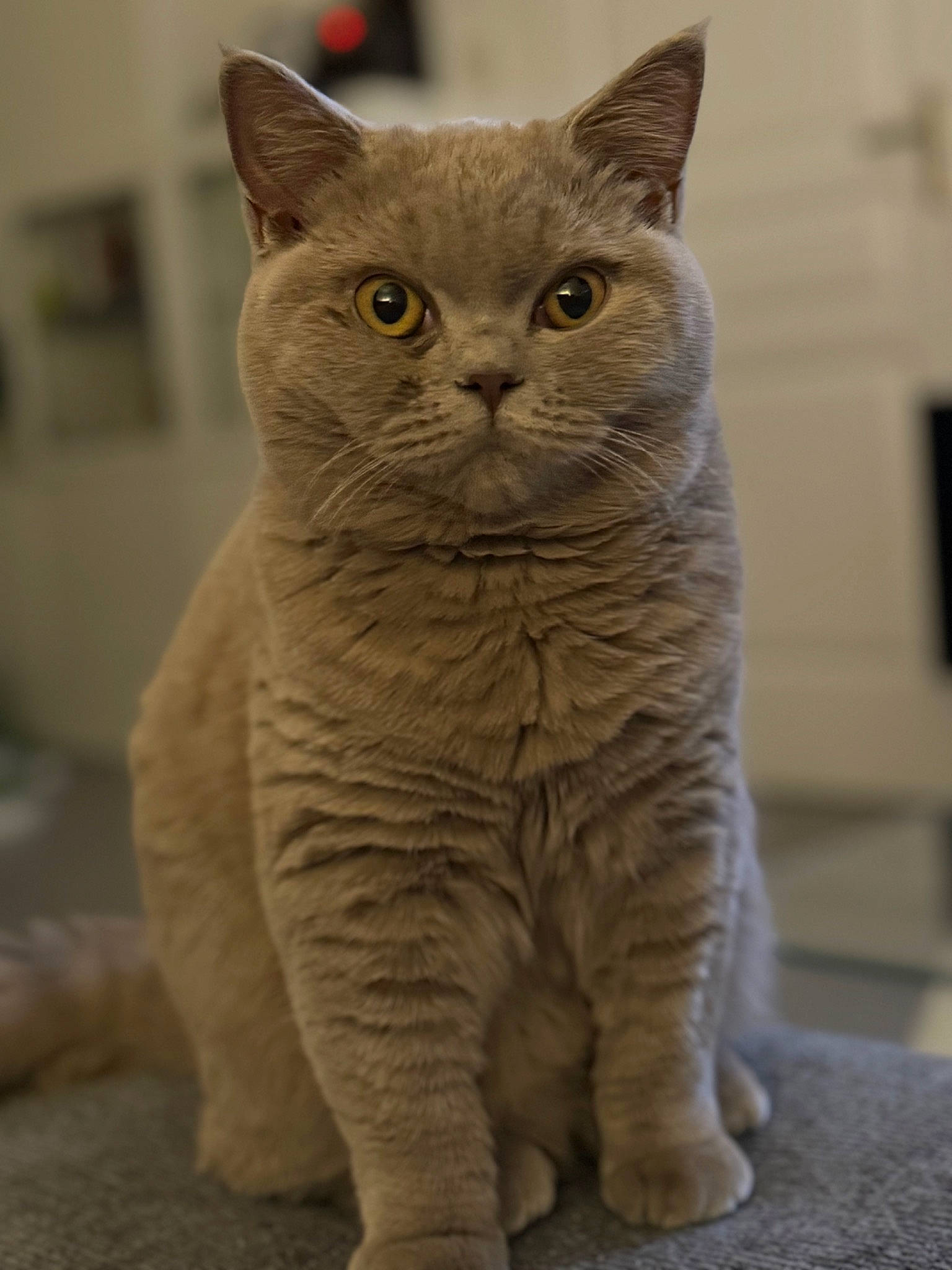 Greys participe au concours pour gagner de l'argent avec cette photo : carnivore, cat, domestic_short_haired_cat, ear, fawn, felidae, fur, small_to_medium_sized_cats, snout, tail, terrestrial_animal, whiskers, window