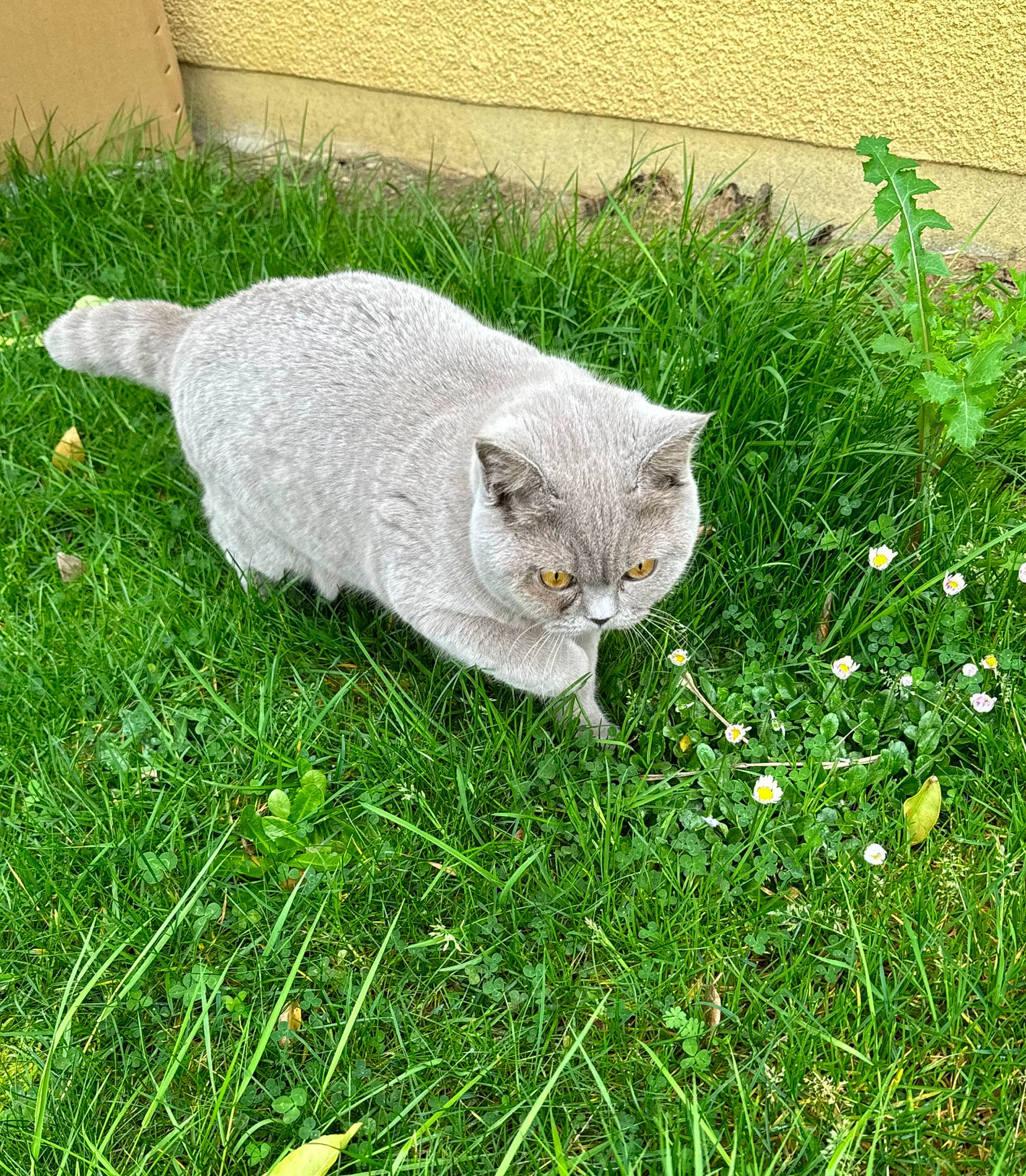 Greys a rejoint le concours — aidez-le/la à gagner de superbes lots ! art, carnivore, cat, domestic_short_haired_cat, felidae, flower, fur, grass, grassland, groundcover, herb, plant, shrub, small_to_medium_sized_cats, tail, terrestrial_animal, whiskers