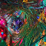 Reed is registered to the contest to win money with this photo: animal, blue, cat, christmas_tree, close_up, colorful_lights, curious, decorations, festive, green, holiday, indoors, nature, pet, pine_needles, playful, red, tabby, twinkling, yellow