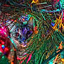 animal, blue, cat, christmas_tree, close_up, colorful_lights, curious, decorations, festive, green, holiday, indoors, nature, pet, pine_needles, playful, red, tabby, twinkling, yellow