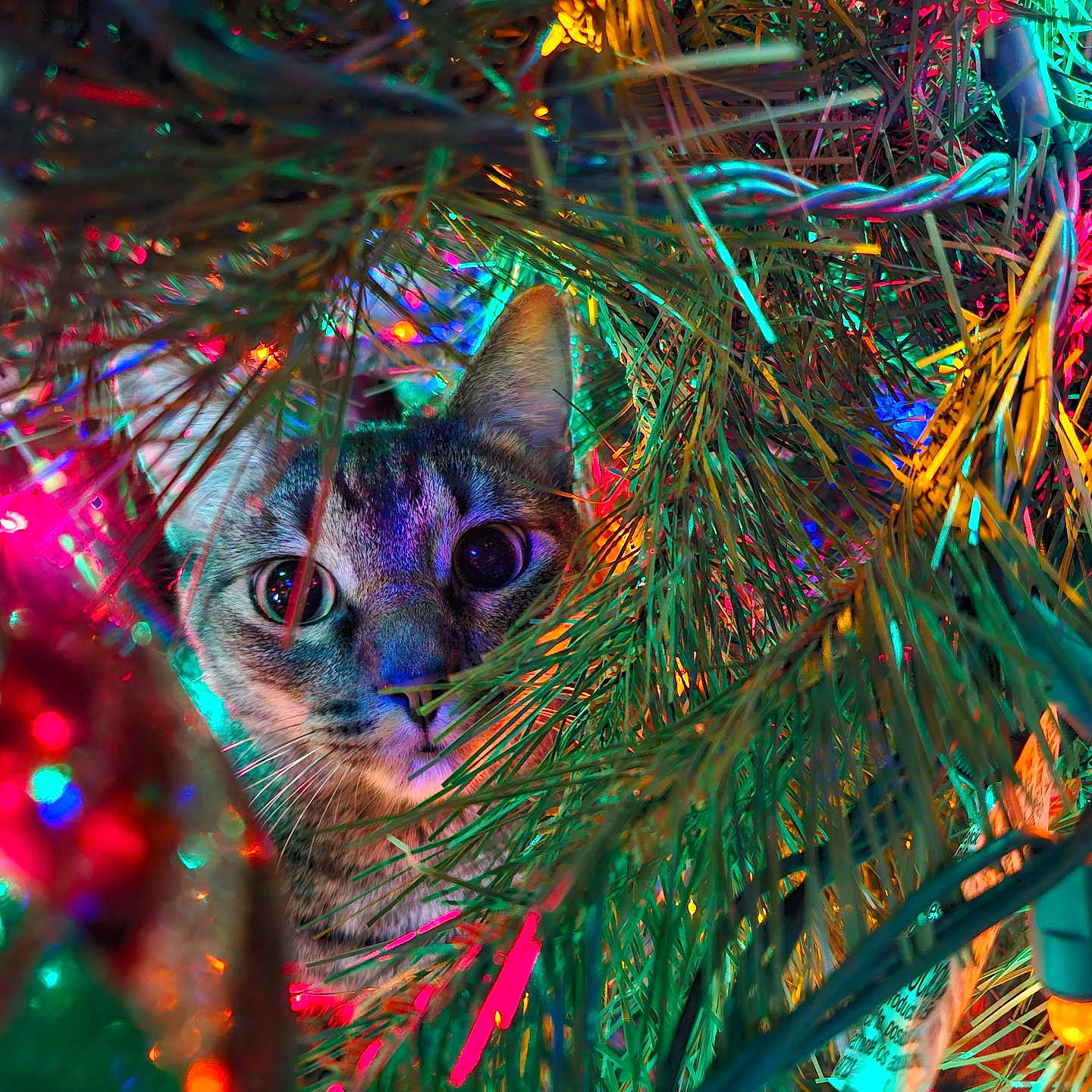 Reed is registered to the contest to win money with this photo: animal, blue, cat, christmas_tree, close_up, colorful_lights, curious, decorations, festive, green, holiday, indoors, nature, pet, pine_needles, playful, red, tabby, twinkling, yellow